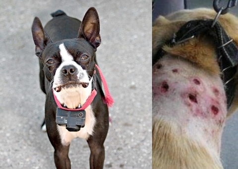 Proibição de uso e comércio de coleiras de choque para animais é aprovada