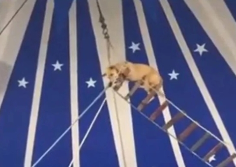 Cachorro é usado em número acrobático em circo e gera revolta; Veja vídeo