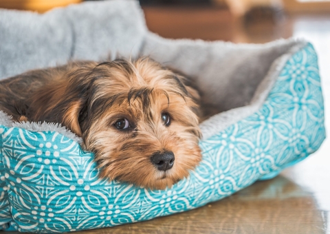 Mulher indenizará vizinha por danos morais após seus cães atacarem cadela