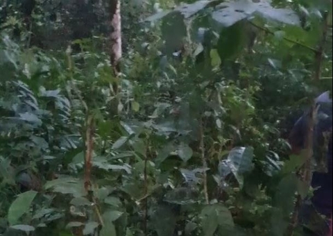 Corpo em decomposição é encontrado em área de mata no Amazonas