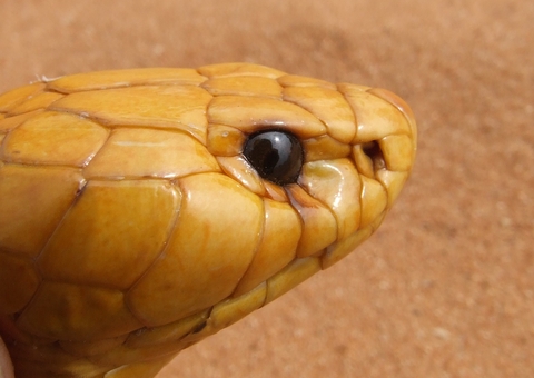 Naja desaparecida no Butantan é encontrada