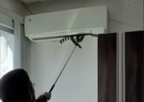 Moradores se assustam com jiboia dentro de ar-condicionado em Manaus