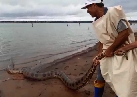 Vídeo mostra sucuri de 5 metros passeando às margens de rio