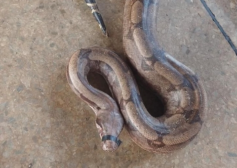 Para evitar ser picado, homem tampa boca de cobra com fita e deixa no Samu