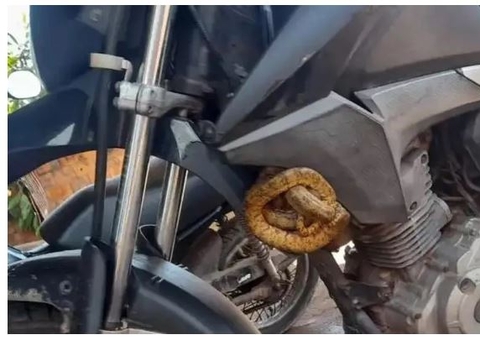Motociclista 'dá carona' para cobra com veneno mortal por 40 km sem saber