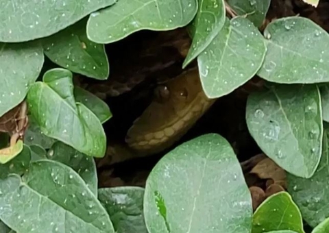 Cobra venenosa dá bote em morador que podava plantas em casa