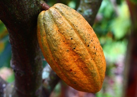 Amazonas, Acre e Rondônia estão de quarentena por praga em cacau