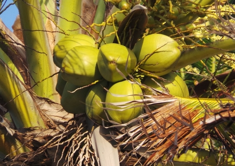 Coco é rico em gorduras boas e hidrata organismo; conheça mais benefícios