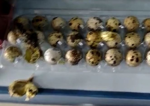 Vídeo: Calor intenso faz codornas nascerem em prateleira de supermercado