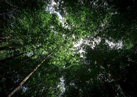 Desmatamento tem redução de 7% em Unidades de Conservação no Amazonas