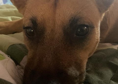 Lei sancionada na CMM estabelece multa de mais R$ 6,3 mil por maus-tratos a animais domésticos 