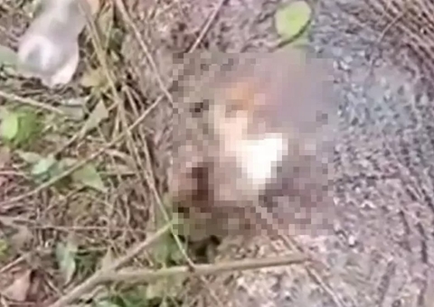 Cobra 'explode' ao tentar engolir vaca inteira; veja