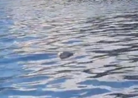 Corpo é encontrado boiando no igarapé do São Raimundo; vídeo