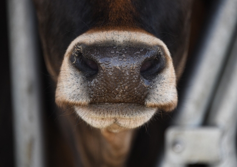Homem tenta estuprar vaca, leva coice e morre em fazenda