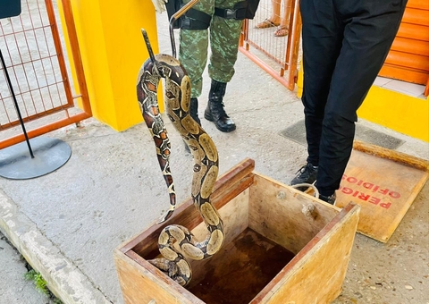 Jiboia de 1,30 metros é capturada no quintal de casa em Manaus 