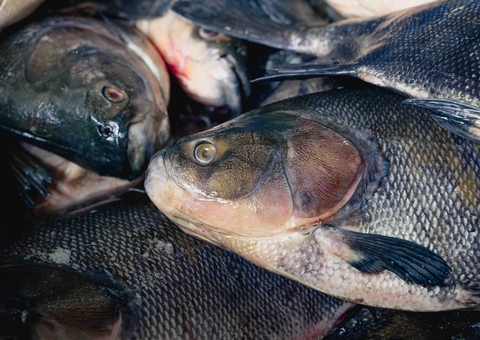 Feira do Tambaqui oferta 9 toneladas de pescado em Manaus neste fim de sema