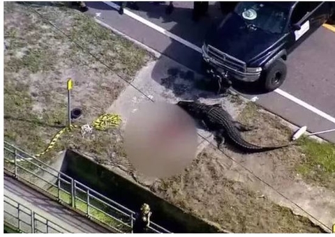 Crocodilo gigante é flagrado carregando cadáver na boca; vídeo