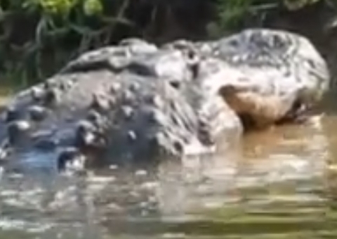 Vídeo mostra crocodilo gigante devorando jacaré de quase 2 metros 