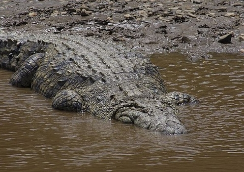 Guia escapa da morte após ataque de crocodilo de 3,5 metros em trilha sul-africana
