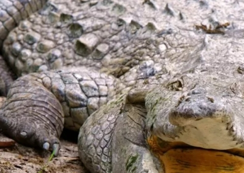Predador gigante: Crocodilo maior que um carro é lançado em rio 