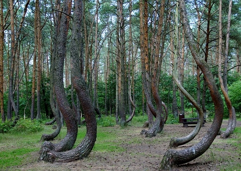 'Floresta Torta' da Polônia tem árvores bizarras; veja