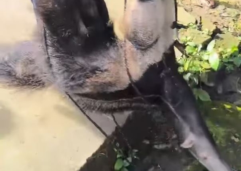 Tamanduá é resgatado após ficar à deriva no meio do rio em Manicoré