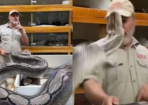 Vídeo: Para proteger seu ninho Píton gigante ataca cuidador