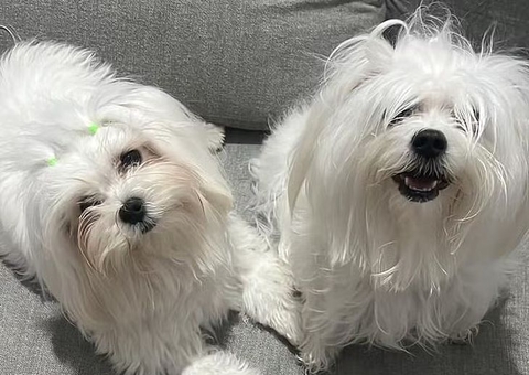 Polícia investiga mortes de cadelas esquecidas em carro de pet shop