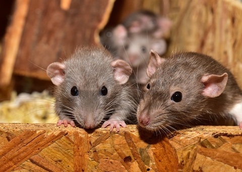 Camundongos machos usam fêmeas para distrair oponentes e evitar conflitos