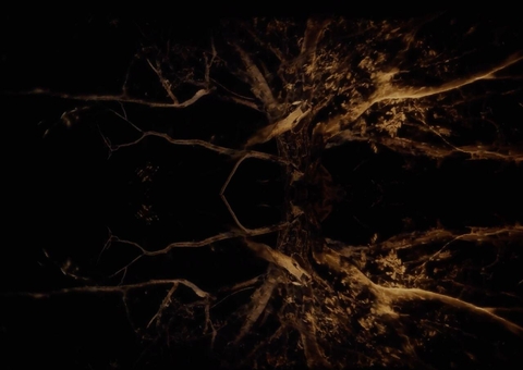 Árvore mais antiga da Amazônia vira obra de arte feita por britânicos