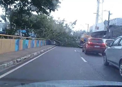 Ventania arranca árvore na Avenida Brasil e por pouco não atinge carros em Manaus