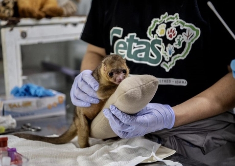 Ibama e Fiocruz firmam acordo para pesquisas com animais silvestres no Amazonas