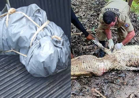 Pescador desaparecido é encontrado sendo devorado por jacaré no Amazonas