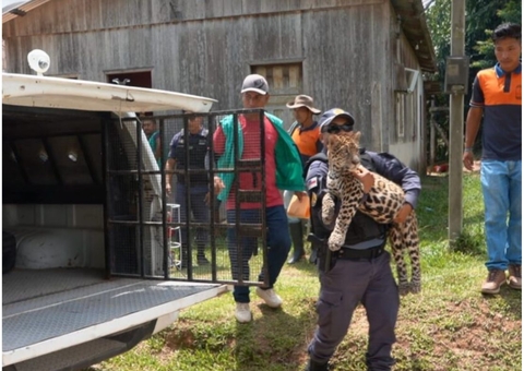 Filhote de onça é devolvido à família que o criava como pet no Amazonas