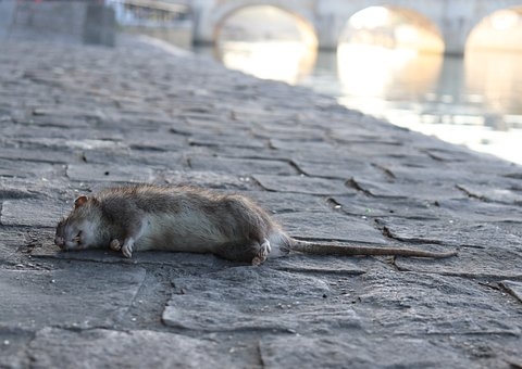 Com salário de R$ 73,4 mil, Prefeitura procura matador de ratos; veja detalhes