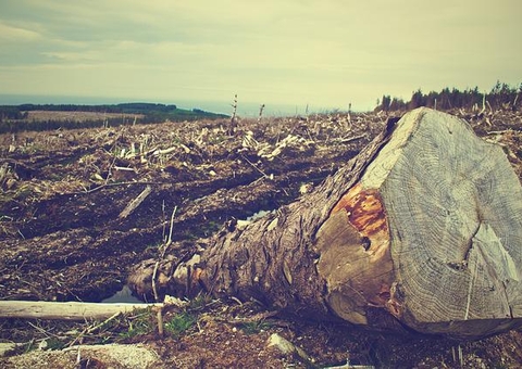98% dos alertas de desmatamento na Amazônia são ignorados pela fiscalização