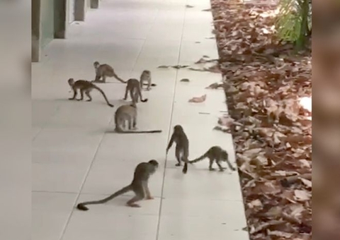 Macacos se espalham no chão para fugir de calor e fumaça em Manaus; vídeo