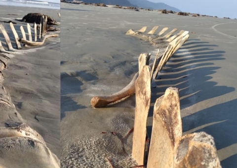 Esqueleto gigante é desenterrado no litoral de São Paulo