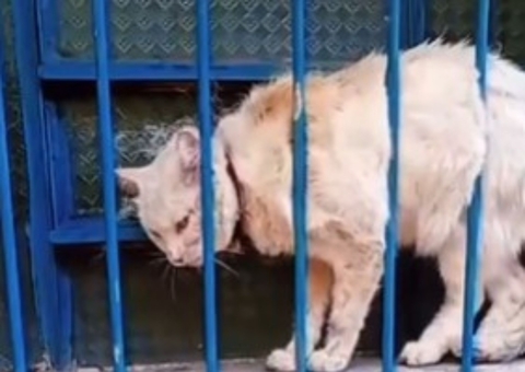 Bombeiros resgatam gatinha grávida presa em grades de janela no bairro Crespo; vídeo