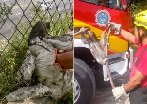 Preguiça é resgatada por bombeiros após ficar presa em grade de fábrica em Manaus