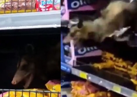 Mucura ‘vai às compras’ e causa pânico no DB em Manaus; veja vídeos