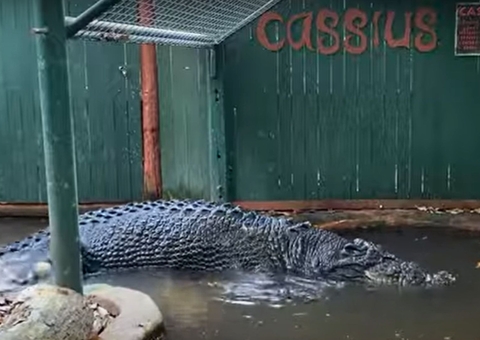 Cassius, maior crocodilo em cativeiro do mundo morre na Austrália
