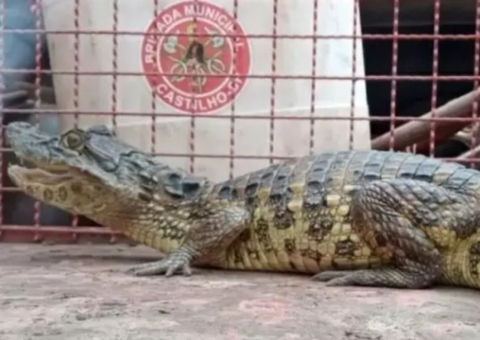 Jacaré de 1,50 m é capturado em quintal de residência no interior de SP