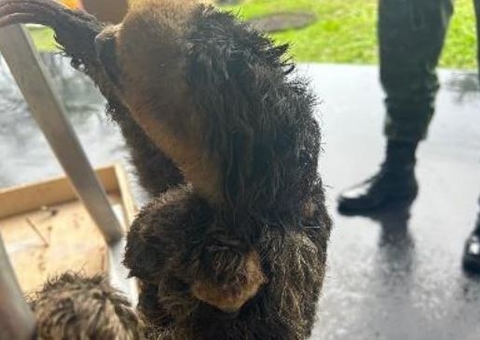 Preguiça e filhote são resgatados dentro de condomínio no União da Vitória