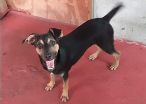 Dono pede ajuda para encontrar cãozinho que desapareceu em Manaus 