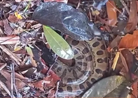 Cobra aparece na Corredeira do Urubuí e assusta banhistas