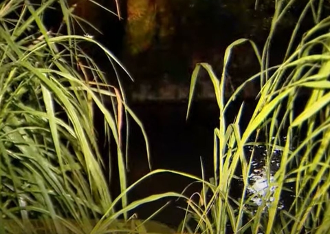 Homem desaparecido é encontrado vivo após passar 9 horas dentro de igarapé em Manaus