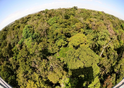 Amazonas registra queda de 56% de desmatamento em novembro