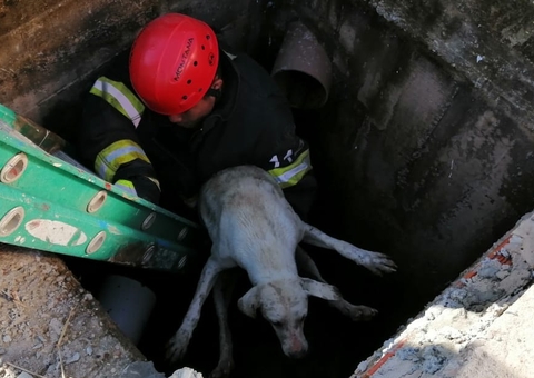 Bombeiros fazem resgate de animal que caiu em buraco no Amazonas