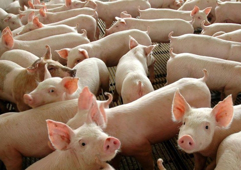 Governo lança material para prevenção da peste suína africana